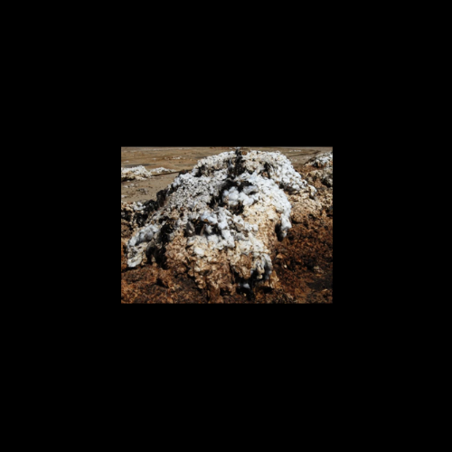 The Dirtiest Crop