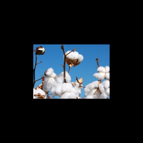 Why Organic Cotton and Ethical Fashion Cost More